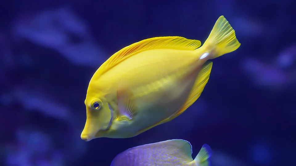 Yellow Tang