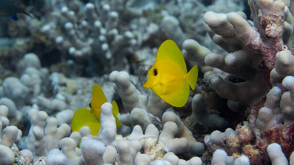 tropical fish you can see while snorkeling on maui