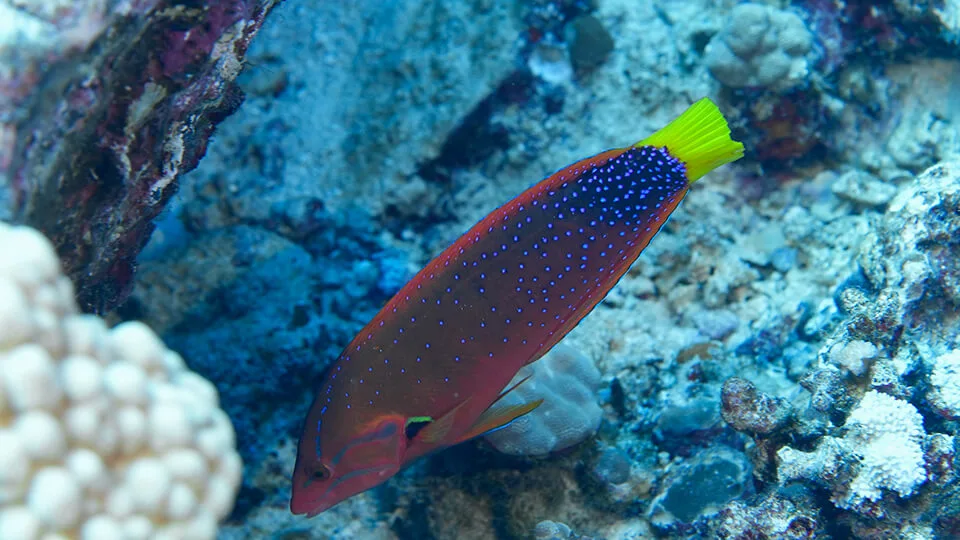 tropical fish you can see while snorkeling on maui