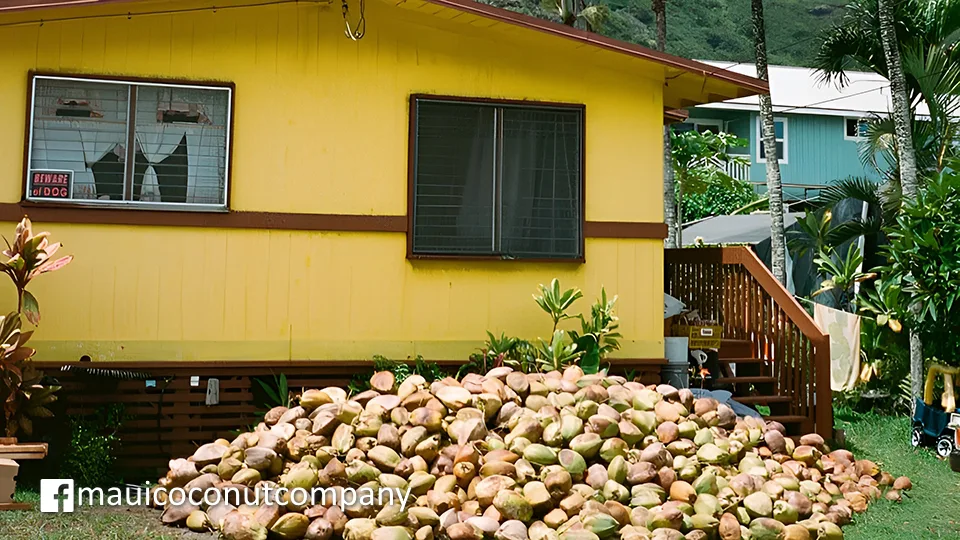 Best Maui Organic Maui Coconut Company