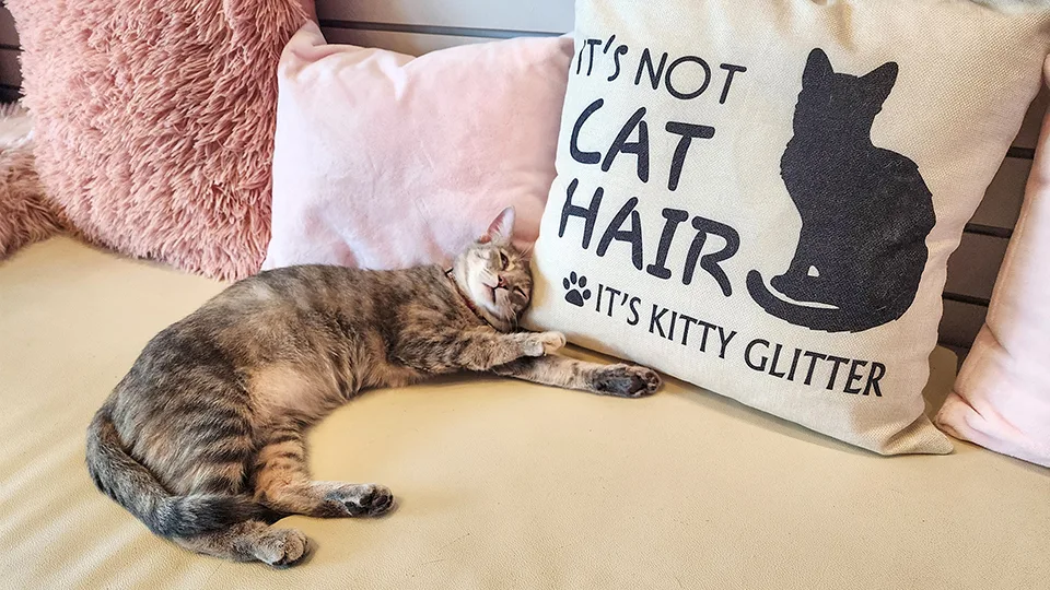 Tabby cat sleeping on pillow with humorous cat hair quote at Cat Cafe Maui, showcasing the relaxed cafe environment