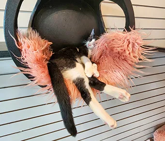 Tuxedo Cat Up for Adoption at Cat Cafe Maui