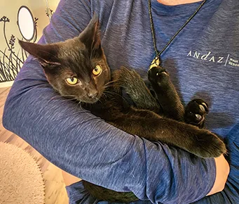 Black Cat Up for Adoption at Cat Cafe Maui