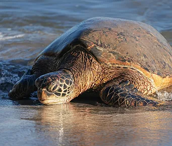 Hawaiian green sea turtle resting on the shoreline, symbolizing marine life tied to Kanaloa and reef ecology