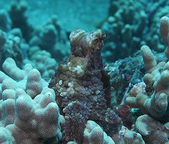 A Hawaiian day octopus (heʻe) blending into coral reef habitat, symbolizing Kanaloa in Hawaiian mythology