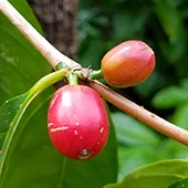 Kona Coffee Farms