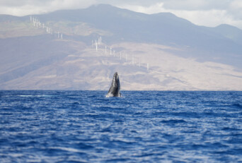 Why Whale Activity Can Be High Even Without Big Breaches