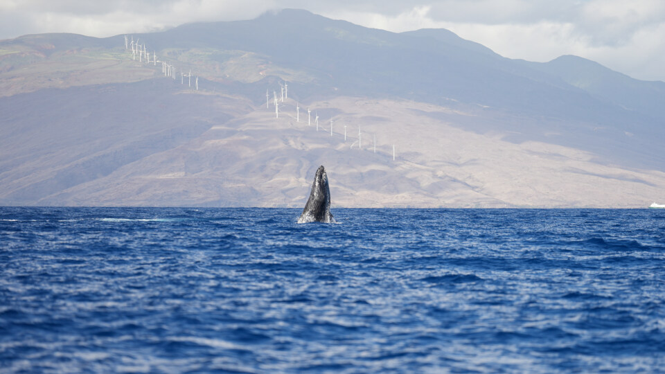 Why Whale Activity Can Be High Even Without Big Breaches