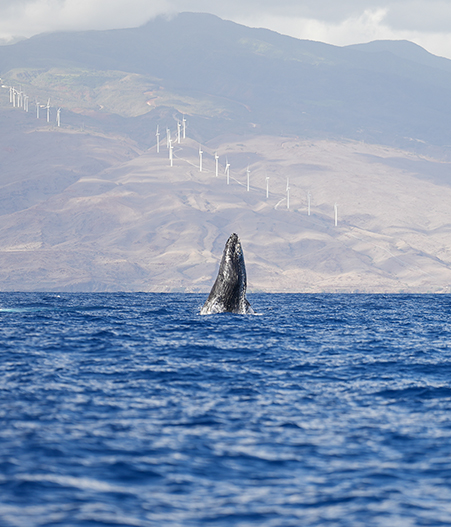 Why Whale Activity Can Be High Even Without Big Breaches