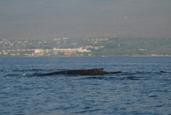 Why No Two Whale Watching Days in Maui Are Ever the Same