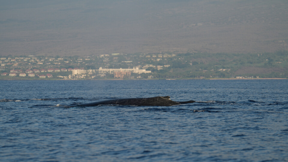 Why No Two Whale Watching Days in Maui Are Ever the Same