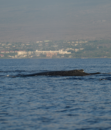 Why No Two Whale Watching Days in Maui Are Ever the Same