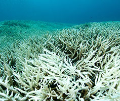 Protect Restore Hawaii Reef Safe Sunscreen