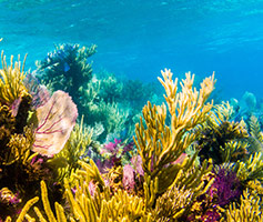 Maui Hawaii Healthy Reef Conservation