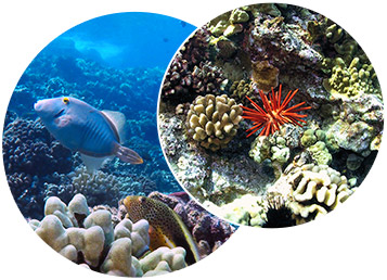 A circle containing coral and a sea urchin overlapping a circle containing coral and a triggerfish