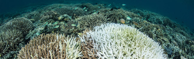 Best Molokini Maui Eco Tour Reef Sunscreen Protection