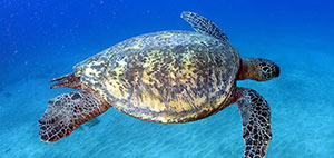 Top Turtle snorkel tour Maui Hawaii