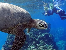 Maui Hawaii Best Turtle Snorkel Tour
