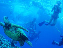 Snorkel Activity Maui Underwater Sea Life