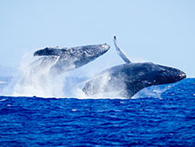 Top Maui Whale Watch Cruise