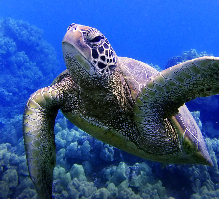Turtle Snorkel
