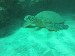 Turtle Town Maui