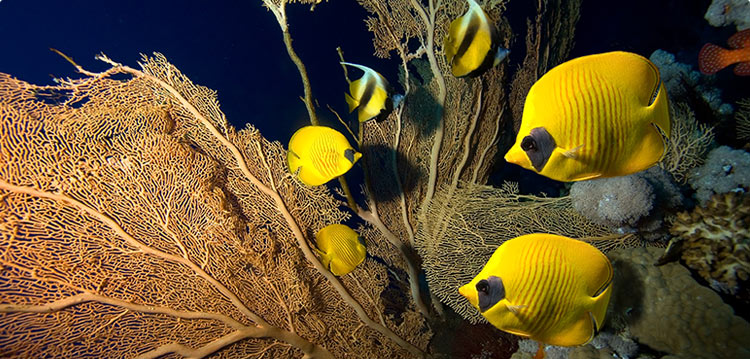 Maui Best Underwater Tropical Fish Snorkel Activity