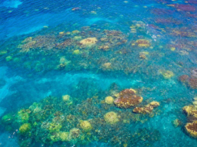 Coral Gardens Adventure Snorkel Tour Maui
