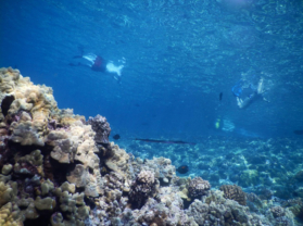 Maui Coral Reef Snorkeling Underwater Sea Life