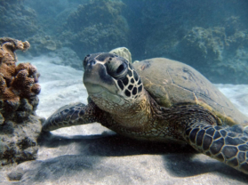 Maui Hawaii Best Snorkel Cruise Location Turtle Town