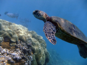 Top Maui Hawaii Snorkel Location Turtle Town