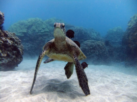 Top Hawaii Snorkel Locations Maui Turtle Town