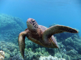 Best Snorkel Adventure Tour Location Turtle Town Maui