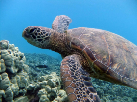 Turtle Town Maui Best Snorkel Locations