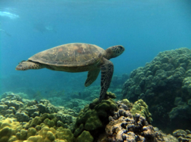 Maui Best Snorkel Location Turtle Town
