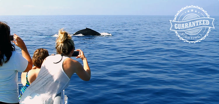 Whale sightings guaranteed