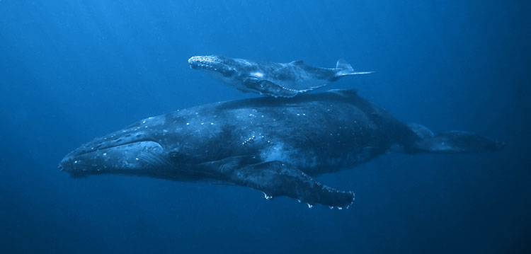 Maui Whale Season