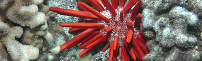 Slate-pencil Sea Urchin
