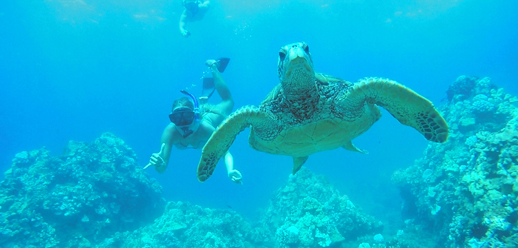Maui Best Turtle Snorkel Adventure Cruise