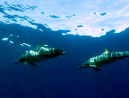 Maui Ocean Life Spinner Dolphin