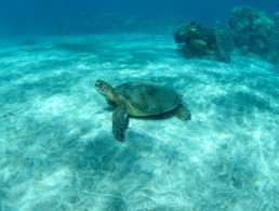 Maui Ocean Life Hawaiian Green Sea Turtle