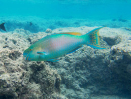 Maui Ocean Life Parrotfish