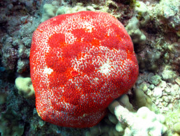 Maui Ocean Life Pin Cushion Sea Star
