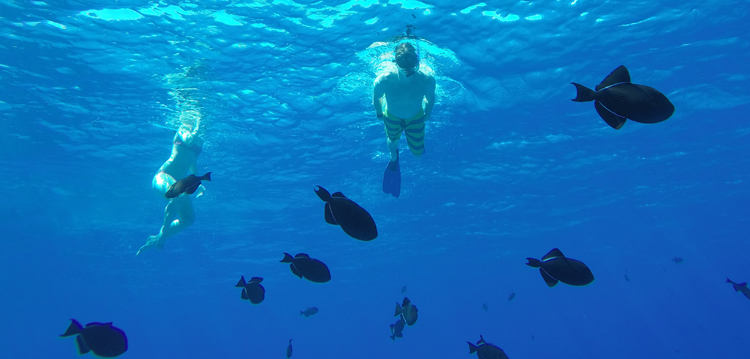 A couple snorkeling with fish.
