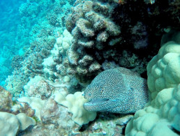 Maui Ocean Life Spotted Moray Eel