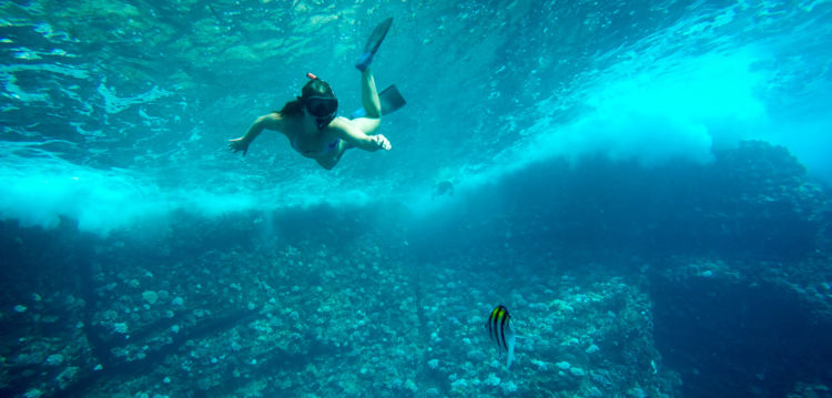 Snorkeler swimming over coral reef in maui hawaii