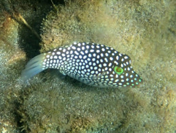 Maui Ocean Life White Spotted Toby