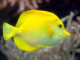 Maui Ocean Life Yellow Tang