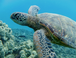Green sea turtle swimming above the coral reef in Hawaii.