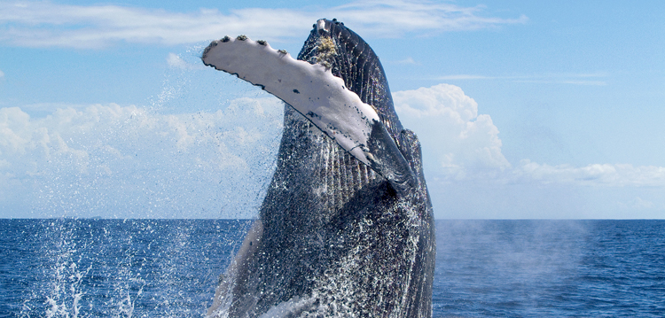Best Maui Whale Watch Value